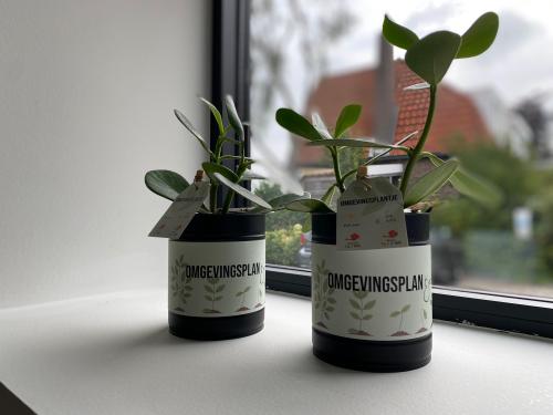 Omgevingsplantje